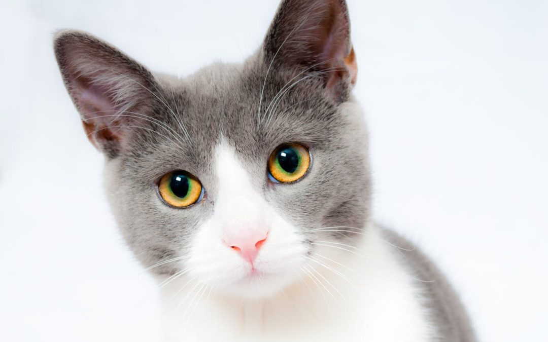 Få bort kattkiss lukt i lägenhet