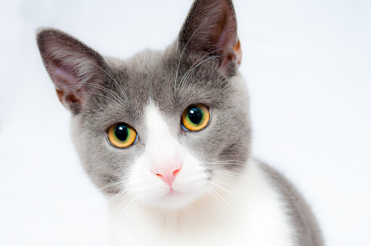 få bort kattkiss lukt